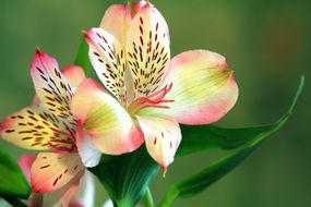 lily flower close-up