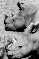 Black and white photo of hippopotamus on the stone