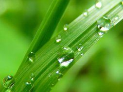 drops of water on grass blade, macro