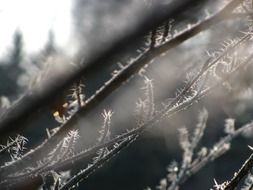 hoarfrost on tree branches