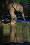 elephant near the water in the wild nature
