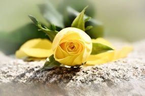 cutted yellow rose on stone