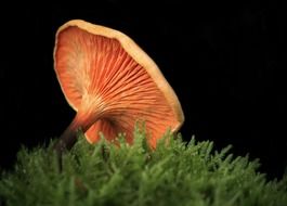 wild toxic mushroom