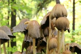 unusual beauty forest mushrooms