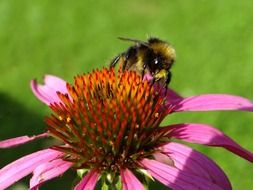 wonderful hummel insect