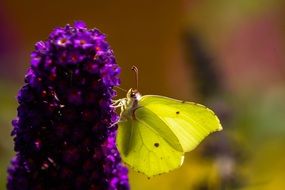 yellow butterfly on a bright purple flower