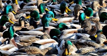 colorful ducks in nature