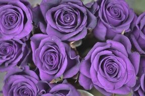 purple roses, background