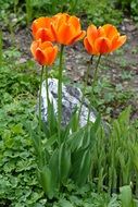 orange tulips in garden