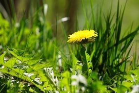 yellow dandelion in green grass