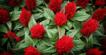 red cockscomb flower