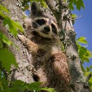 raccoon on the tree