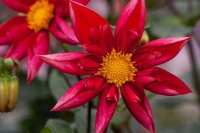 bud dahlias in the form of a star