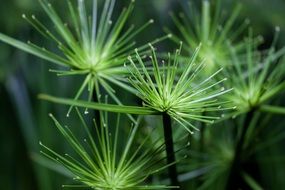 cyperus green