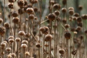 field garden