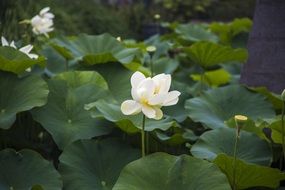 Bloom of white lotus
