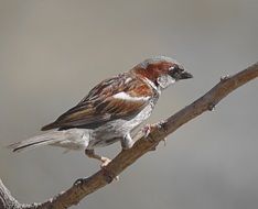 Sparrow sitting on a branch on a gray background