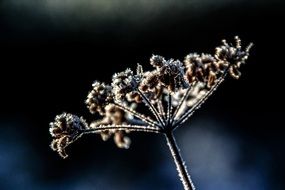 closeup view of frozen plant umbrella on a dark background