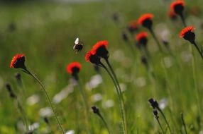 closeup photo of insect flies over bright orange wildflowers