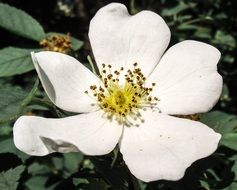 white summer flower close up