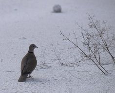 Beautiful and colorful dove on the snow near the plants