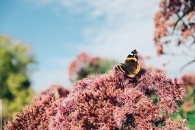 butterfly on a bush with pink flowers in nature