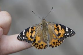 butterfly on a human finger