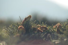 macro photo of pine cone in spring