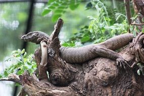 wild wildlife monitor salamander