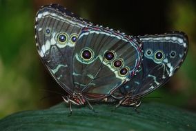 two green butterflies