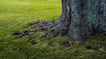 big tree trunk close up