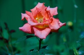 pink rose flower bloom