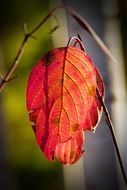 autumnal red leaf
