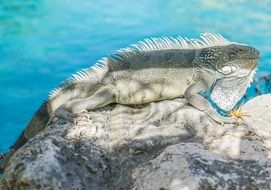 lizard resting on stone