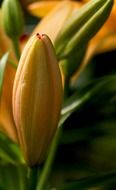 unblown orange lily buds