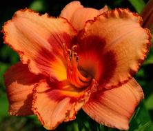 beautiful and delightful daylily