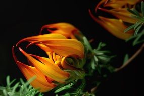 irresistible lotus plant flame