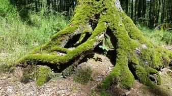 gnarled tree roots with moss sunny scene