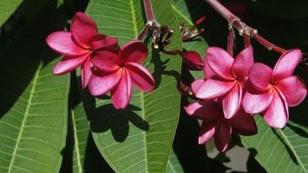 Red frangipani flowers close-up