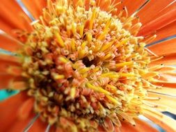 dahlia blossom in macro