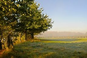 trees on meadow at summer morning