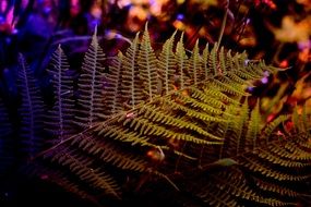 fern leaves