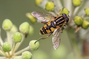 black-yellow fly on a meadow flower close-up on blurred background