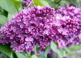 Beautiful, blossoming lilac flowers of lilac on a green bush