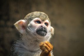 cute tamarin monkey wild portrait