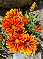 colorful summer flower