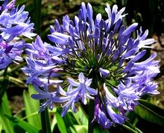 delicate blue flower blossom close-up