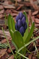 hyacinth flower in spring