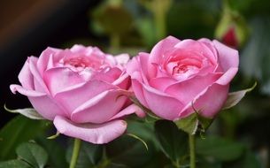 pink roses on the background of a green bush