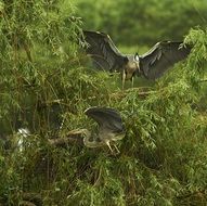 heron above tree dramatic wildlife photography